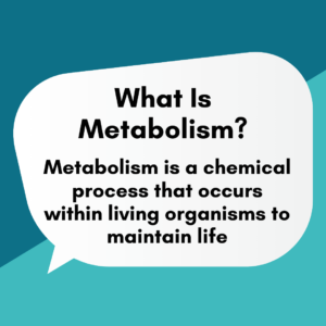 What Is Metabolism